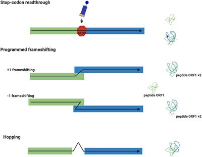 Programmed Deviations of Ribosomes From Standard Decoding in Archaea